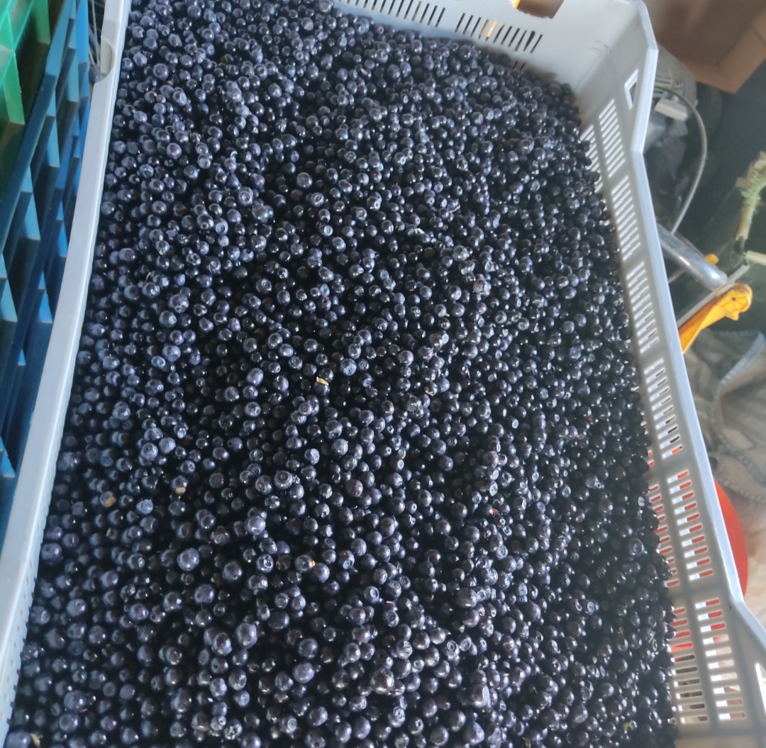 Vendo arándanos silvestres, recogidos a diario