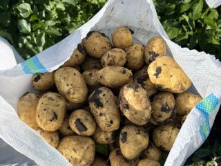 Papas tempranas, de muy buena calidad. Zona de recolección: