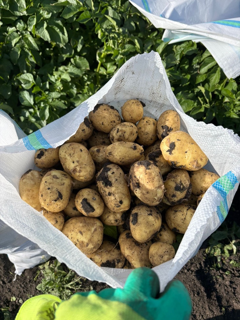 Papas tempranas, de muy buena calidad