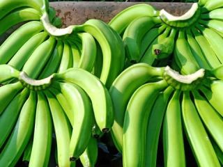 Plátano Cavendish Grado: A y B Diámetro: 3–4 cm