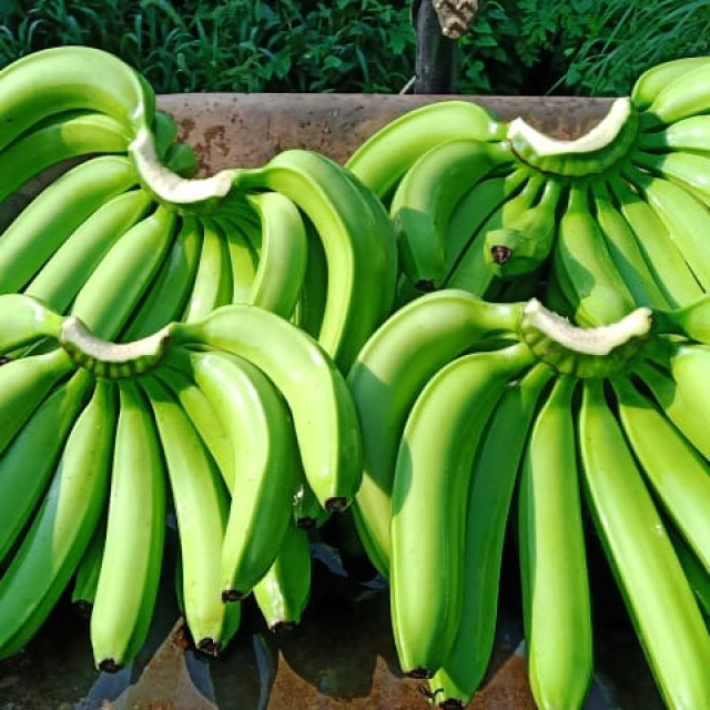Plátano Cavendish Grado: A y B Diámetro: 3–4 cm Longitud: 17–24 cm Especificación de empaque: 4/5/6 unidades por caja Sabor: Naturalmente dulce Empaque: 13