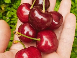 Ofrecemos cerezas al por mayor y al por menor.