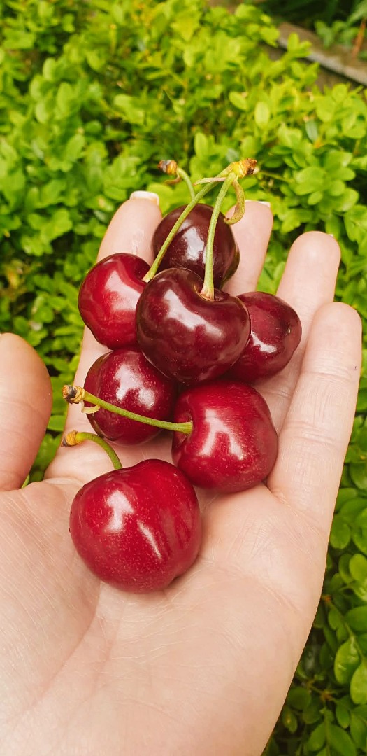 Ofrecemos cerezas al por mayor y al por menor