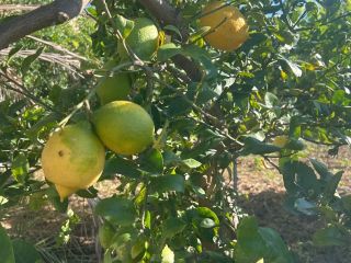 Vendo limones naturales, totalmente orgánicos. Muy fragantes. Gran limonero