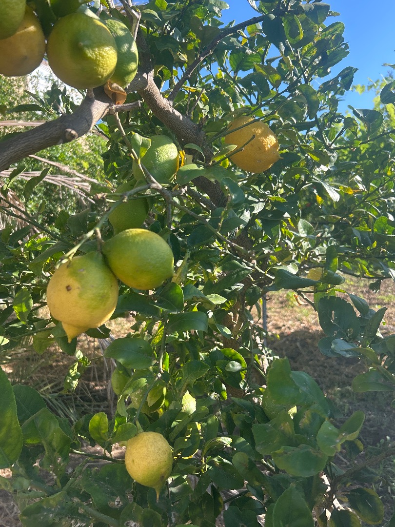 Vendo limones naturales, totalmente orgánicos