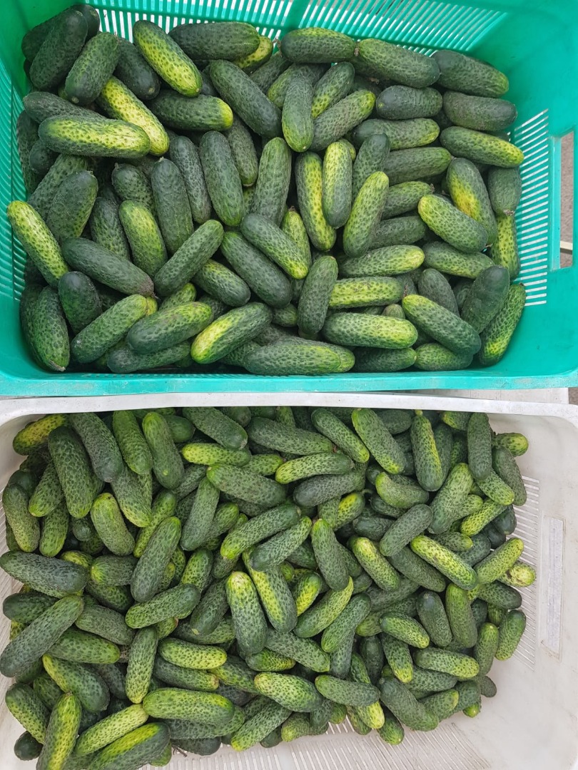 Vendo pepinos envasados al vacío, directamente de un agricultor local