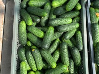 Pepino corto/sano/Variedad de Polonia - Madeira Calibre Mercado 10-13
