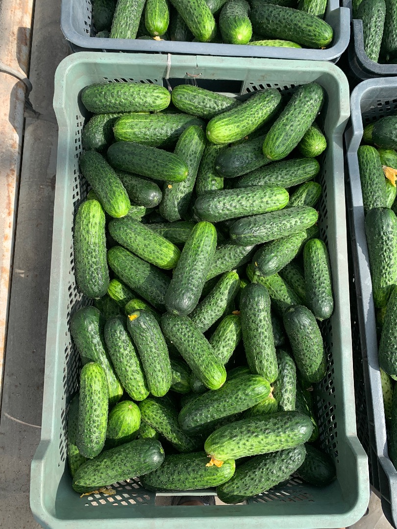 Pepino corto/sano/Variedad de Polonia - Madeira Calibre Mercado 10-13 1-5t Protegido biológicamente