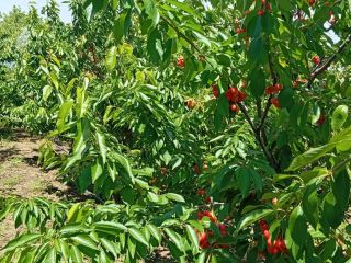 Vendo cerezas directamente del huerto, en cantidades de entre