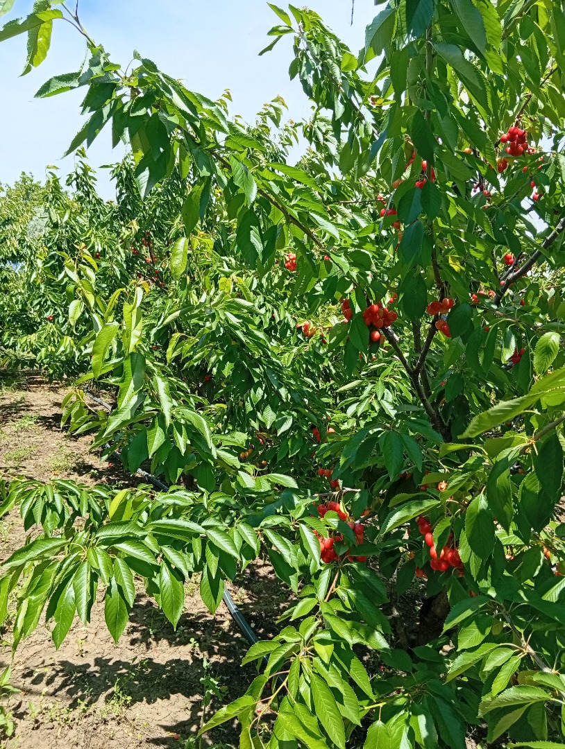 Vendo cerezas directamente del huerto, en cantidades de entre 100 y 500 kg, a un precio de 15 lei por kg