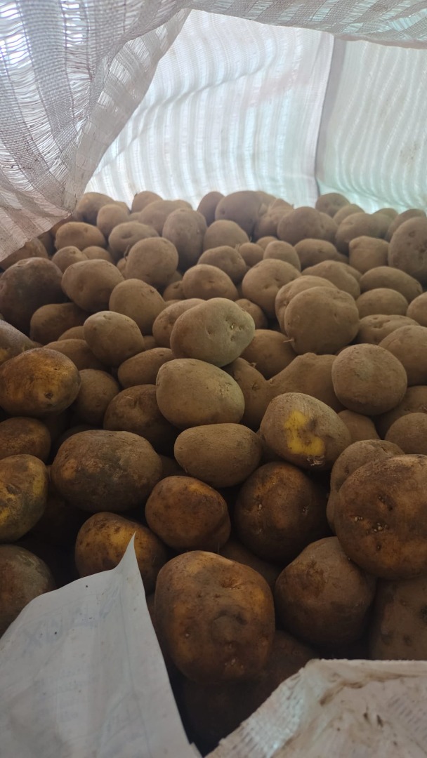 Características del producto: Variedad: Agria Origen: Bélgica Calibre: 50+ Limpio de tierra Apto para procesamiento, tostado y distribución mayorista