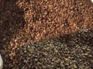 Trigo sarraceno variedad Kora, sin procesar y seco.