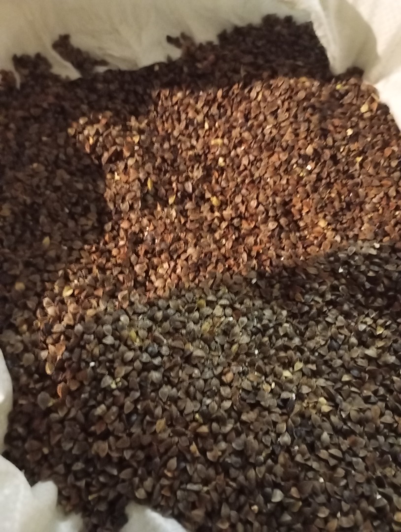 Trigo sarraceno variedad Kora, sin procesar y seco