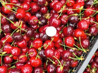 Cerezas búlgaras premium – Cosecha 2026. Cerezas búlgaras frescas