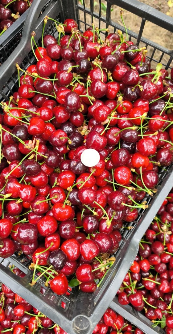 Cerezas búlgaras premium – Cosecha 2026