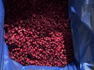 Venderé un hueso de cereza con mucha pulpa.