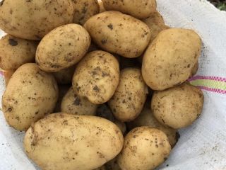 VENDO PAPAS NUEVAS – GRAN CANTIDAD Productor agrícola de