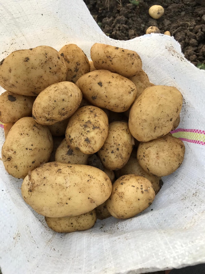 VENDO PAPAS NUEVAS – GRAN CANTIDAD Productor agrícola de Slobozia Moară, condado de Dâmbovița, ofrezco a la venta papas nuevas para consumo, de muy buena