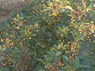 Cerezas ácidas en venta (la cosecha se espera en