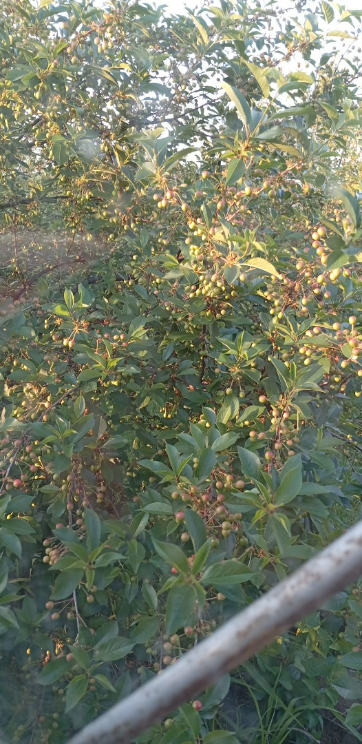 Cerezas ácidas en venta (la cosecha se espera en unos diez días) Oblacinaka - cantidad aproximada de 6-8 toneladas