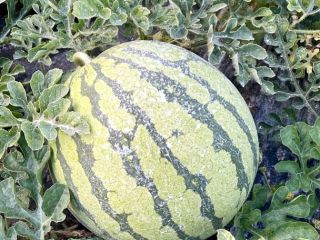 Vendo Sandia blanca sin pepitas, variedad Red jasper premiun,