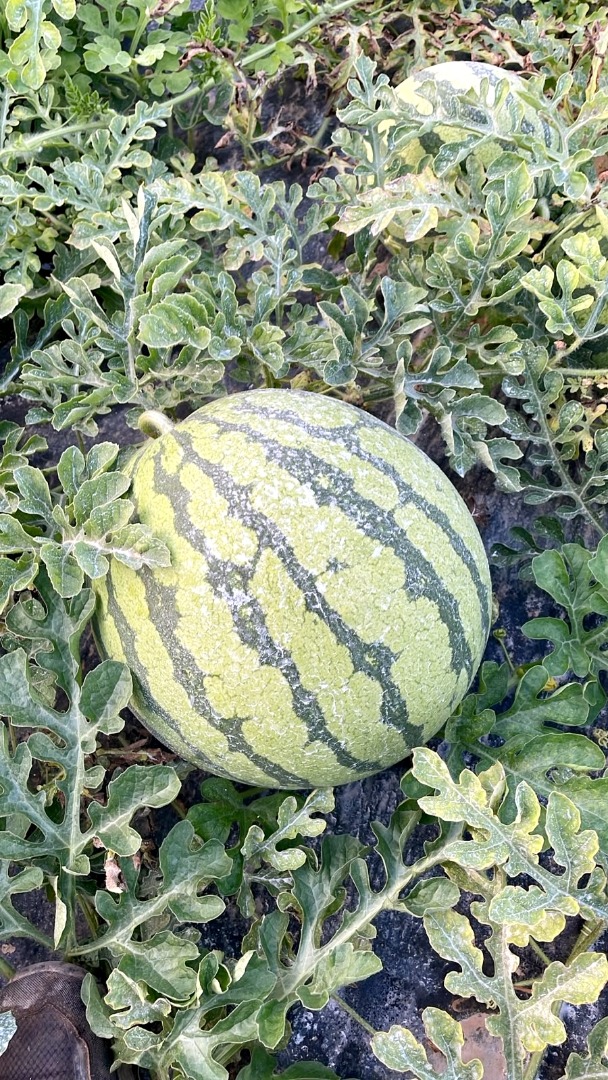 Vendo Sandia blanca sin pepitas, variedad Red jasper premiun, en Aguilas (Murcia) contacta con Ismael [teléfono]