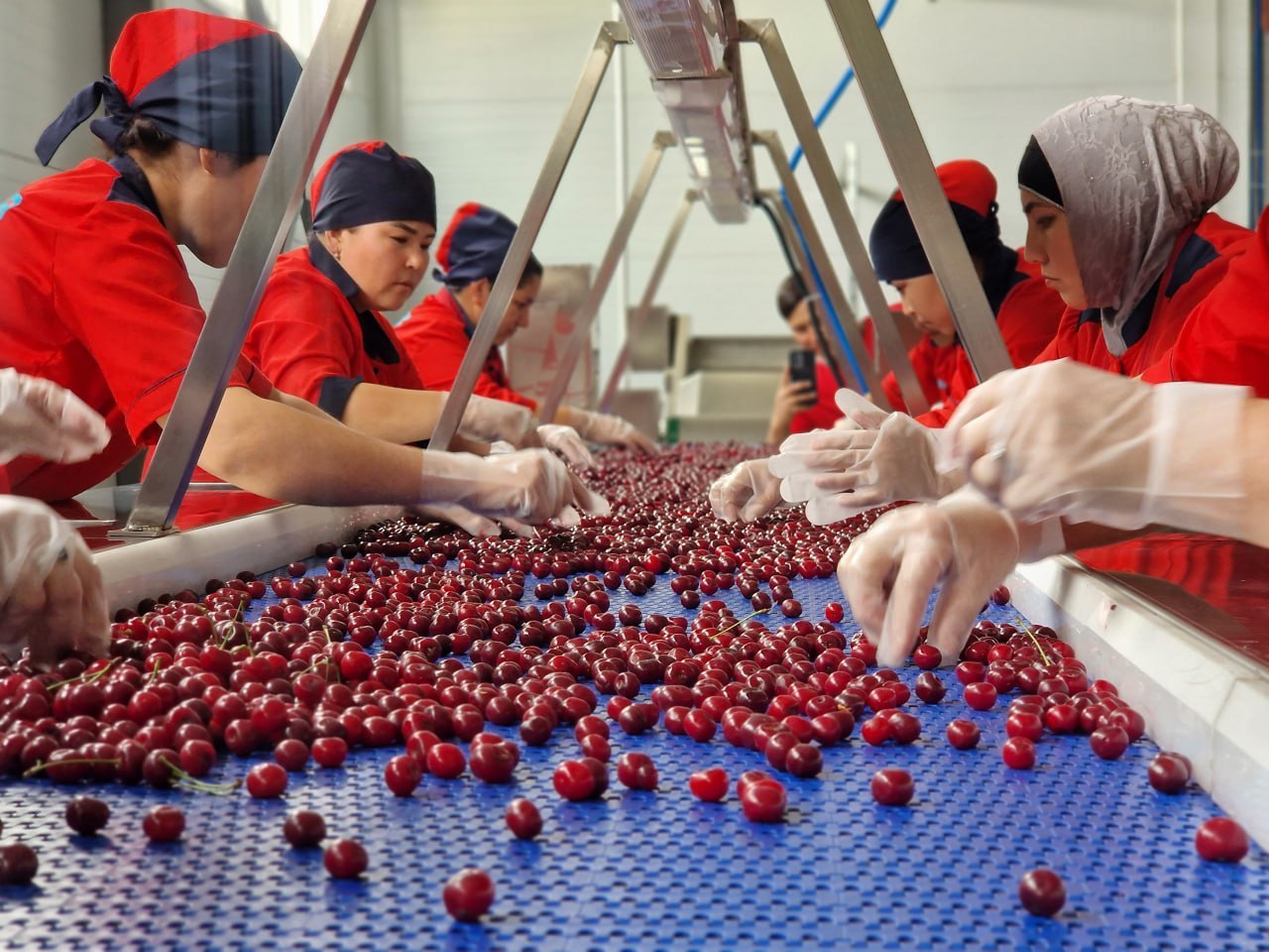 Las cerezas deshuesadas IQF (congeladas individualmente) son una materia prima de alta calidad para los sectores de hostelería, repostería y alimentación