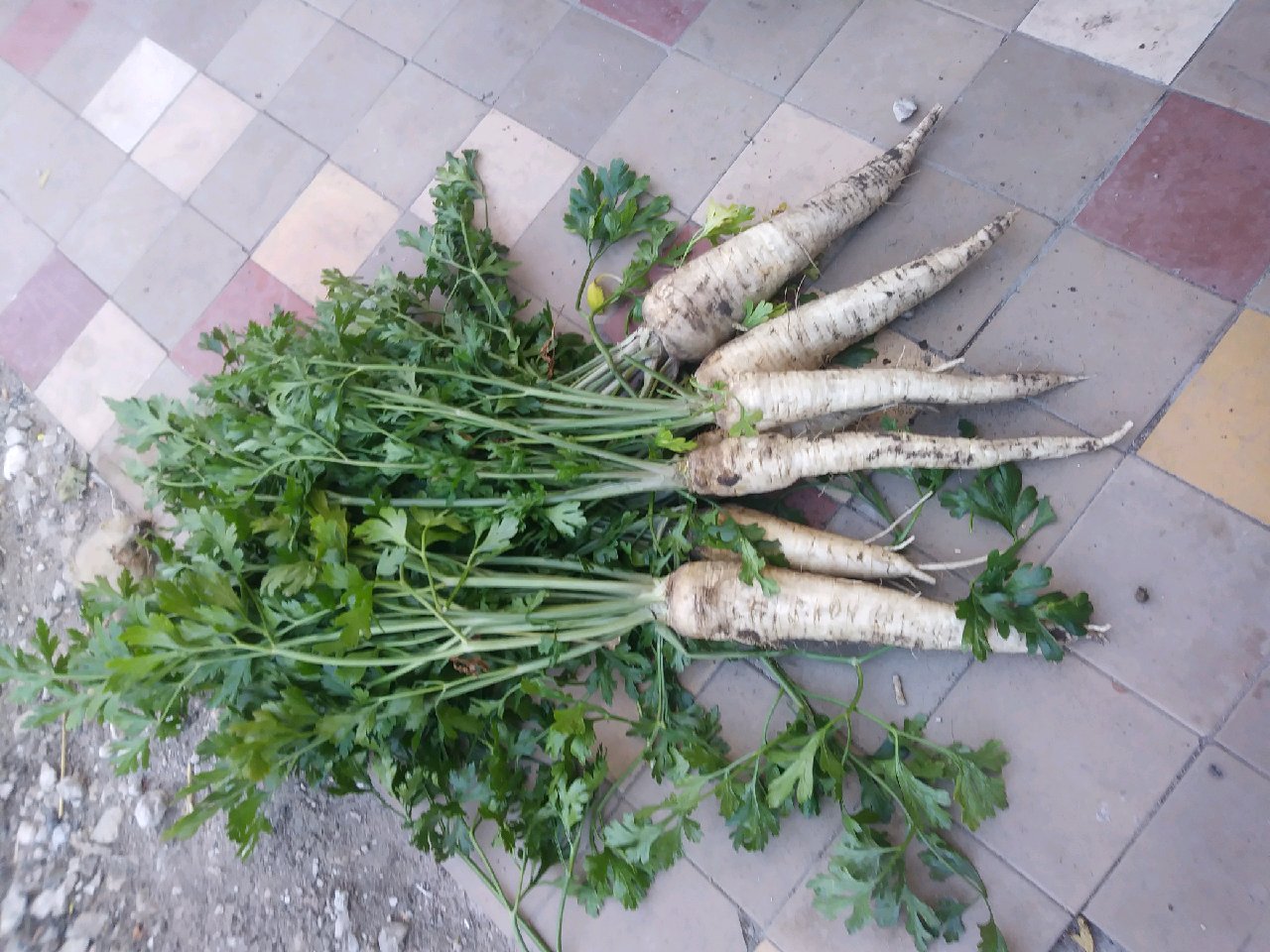 Venderé una buena variedad de perejil arat I águila