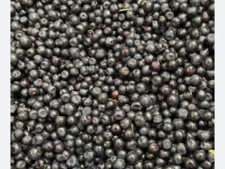 Vendo arándanos silvestres a granel. Ya estoy aceptando pedidos
