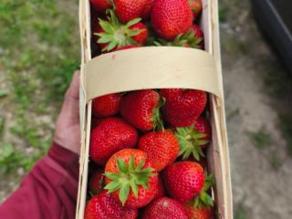 Venderé fresas de la variedad Falco.