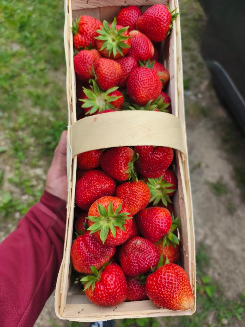 Venderé fresas de la variedad Falco