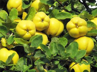 Venderé membrillo japonés de una plantación orgánica en la