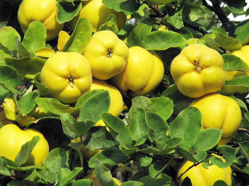 Venderé membrillo japonés de una plantación orgánica en la cantidad de aproximadamente 1.5 ÷ 2 toneladas
