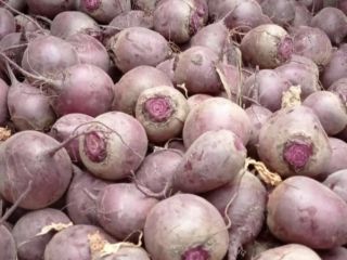 Vendo remolachas jóvenes cortadas y hojas de remolacha (cuatro