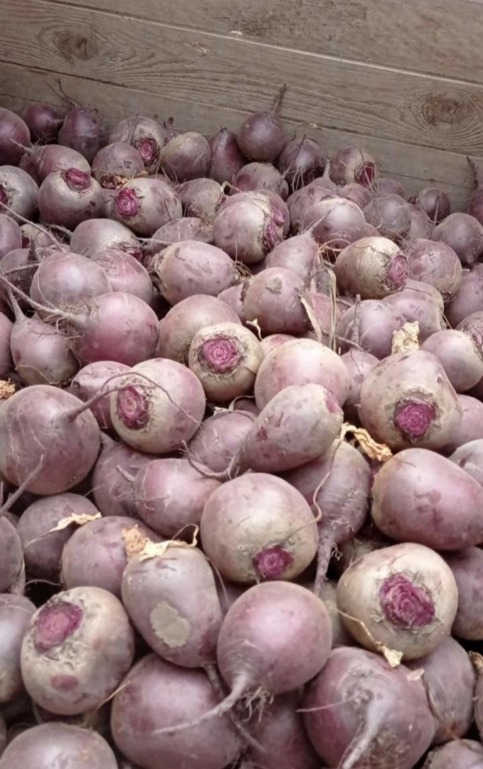 Vendo remolachas jóvenes cortadas y hojas de remolacha (cuatro por manojo)