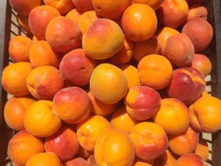 ¡Hola! Ofrecemos albaricoques de cosecha propia de nuestro huerto,