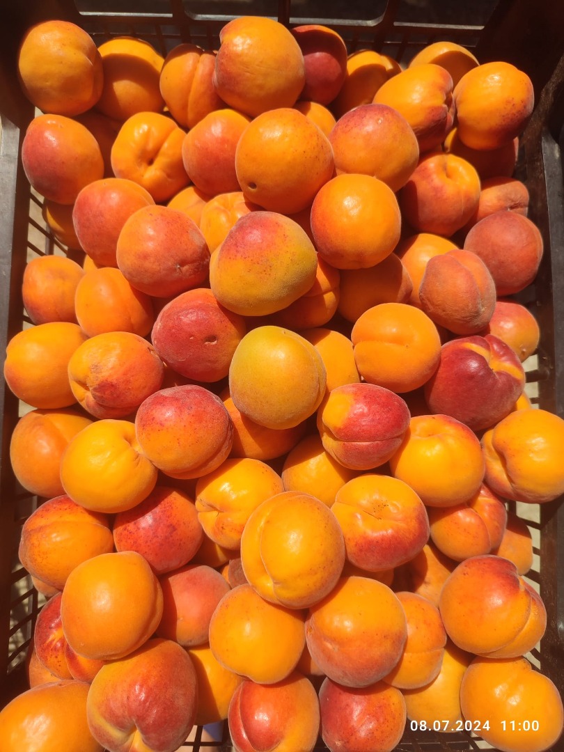 ¡Hola! Ofrecemos albaricoques de cosecha propia de nuestro huerto, ubicado en el pueblo de Paisievo, región de Silistra
