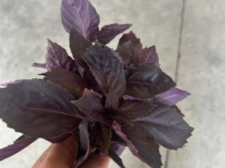 Producimos lechuga rizada y albahaca fresca (morada o verde)