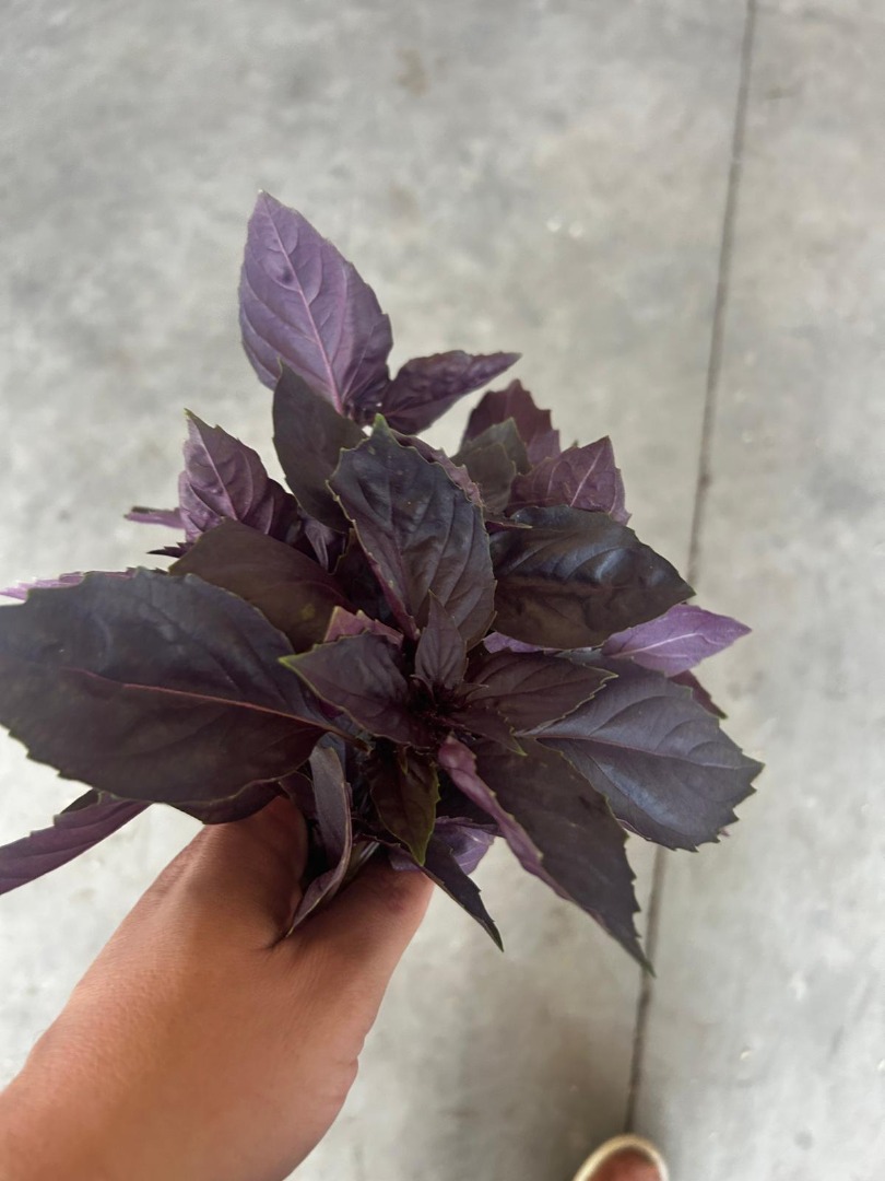 Producimos lechuga rizada y albahaca fresca (morada o verde) en una instalación de cultivo sin suelo de 25.000 m² en Turquía
