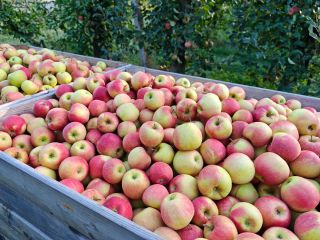 Tengo aproximadamente 35 toneladas de manzanas Champion a la