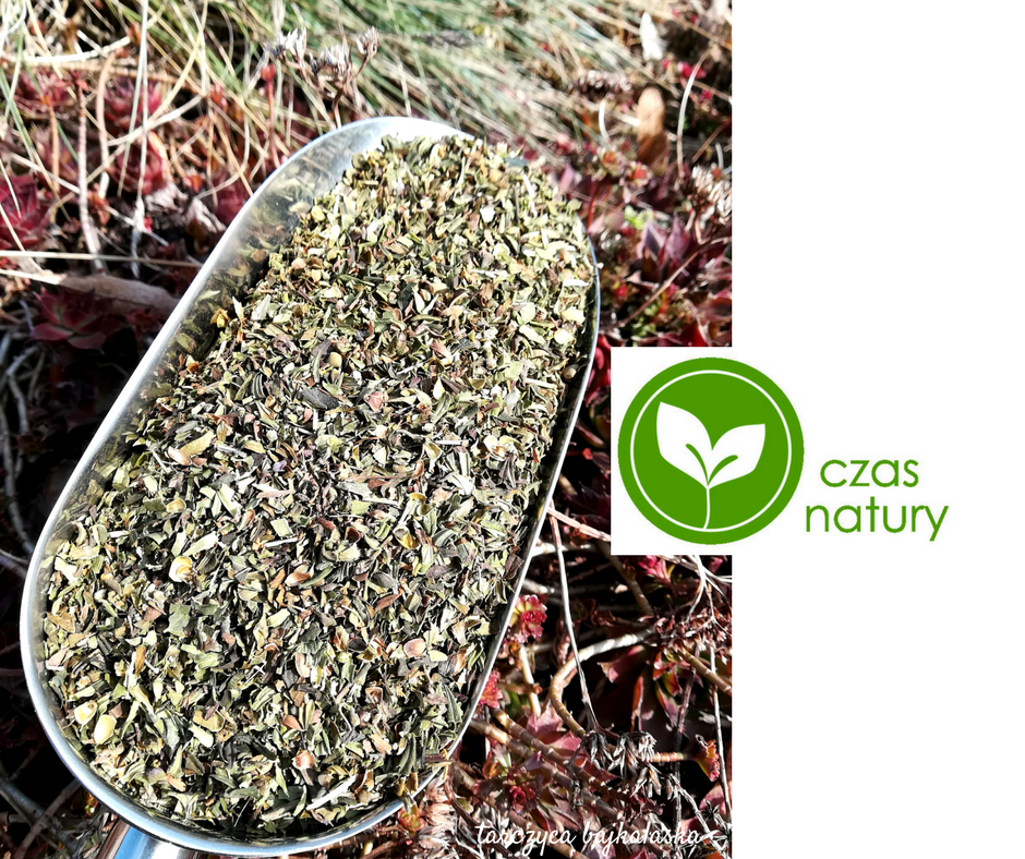 Scutellaria baicalensis hoja de tálamo 100% hoja Vender hoja de tiroides seca para planta de curado Propia plantación en Kujawy Te invito a contactar o