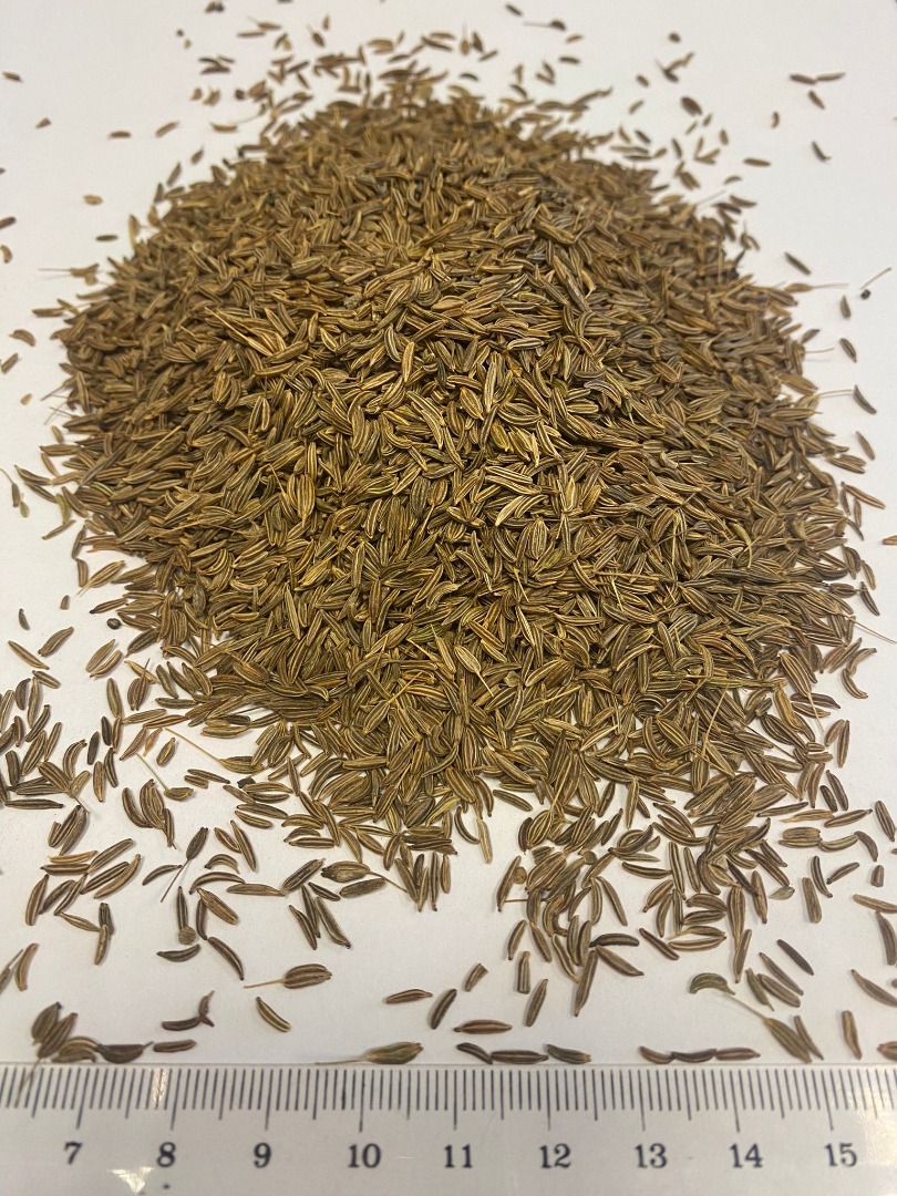Semillas de comino