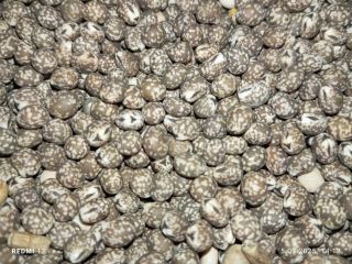 Se venden altramuces amargos. Variedad de hoja estrecha, cosecha