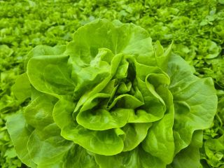 Lechuga mantecosa. Hola, tengo una gran cantidad de lechuga