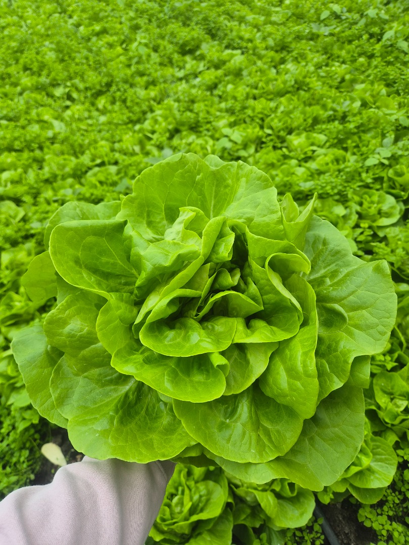 Lechuga mantecosa