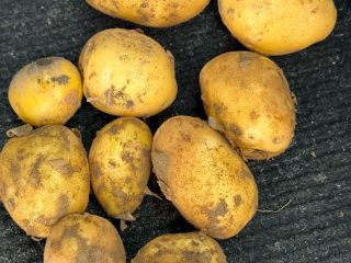 Vendo aproximadamente 10 toneladas de papas Soraya cultivadas en