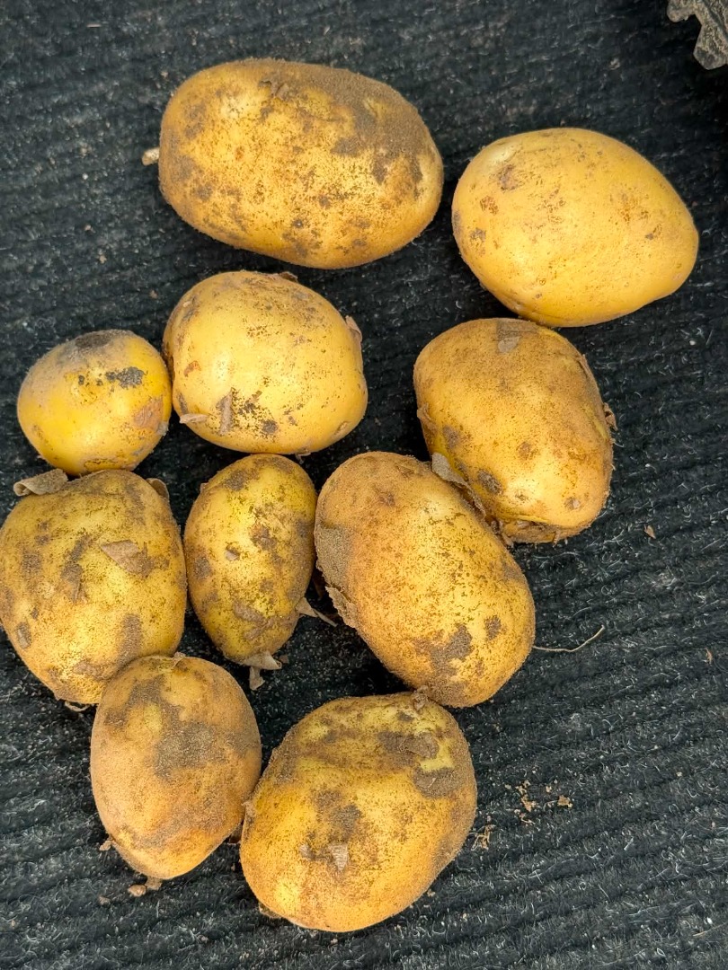 Vendo aproximadamente 10 toneladas de papas Soraya cultivadas en la zona de la ciudad de Krichim