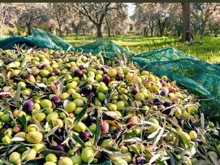 Aceite de Oliva Orgánico de Albania. Aceite de oliva