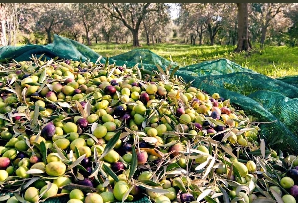 Aceite de Oliva Orgánico de Albania