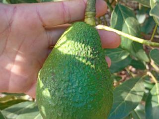 Aguacates Hass, calibre 14–20 mm, €1,89/kg CIF Hamburgo. Embalaje